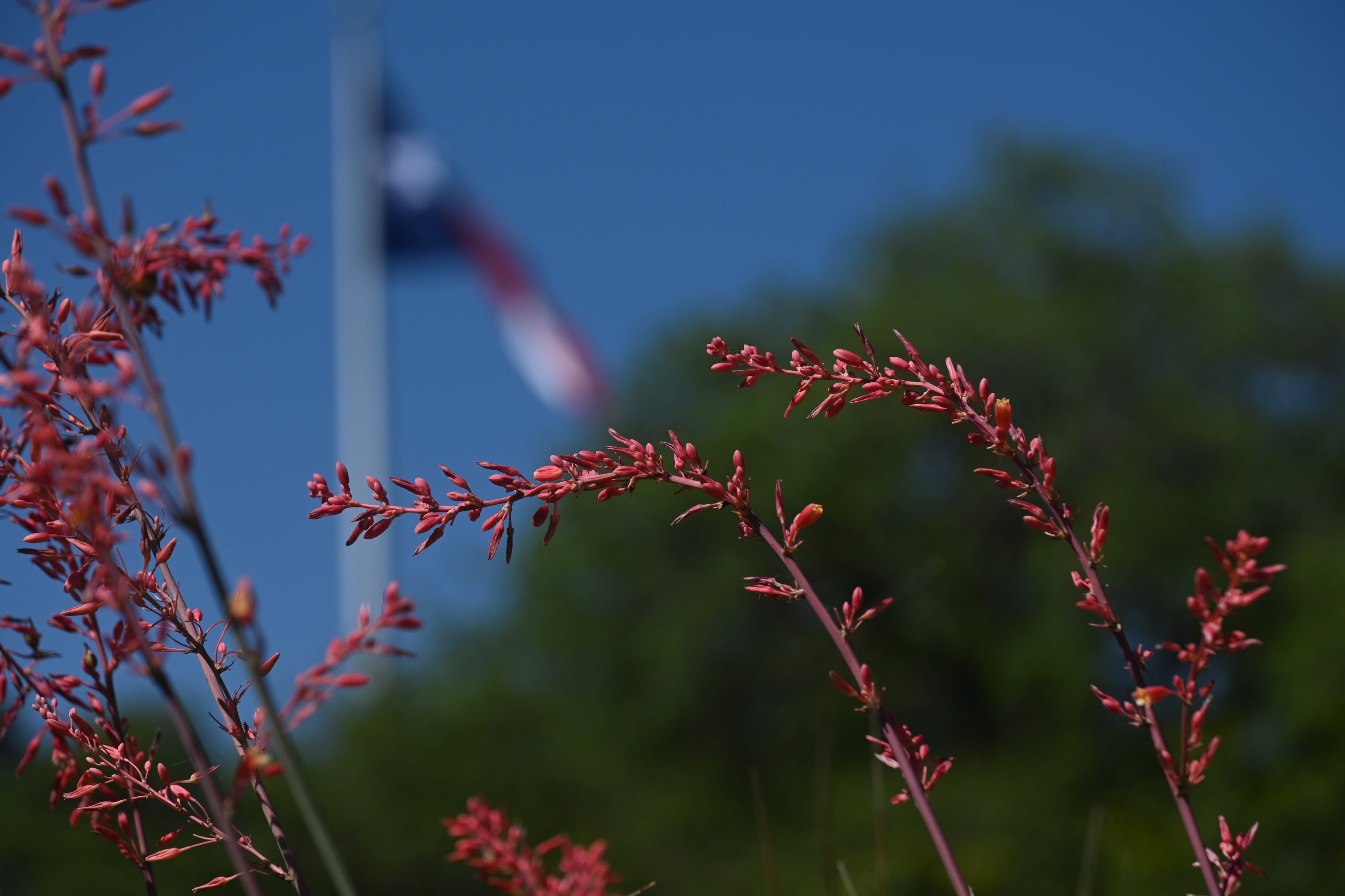 A close-up of a cherry blossom stem with the Texas state flag in the background.
