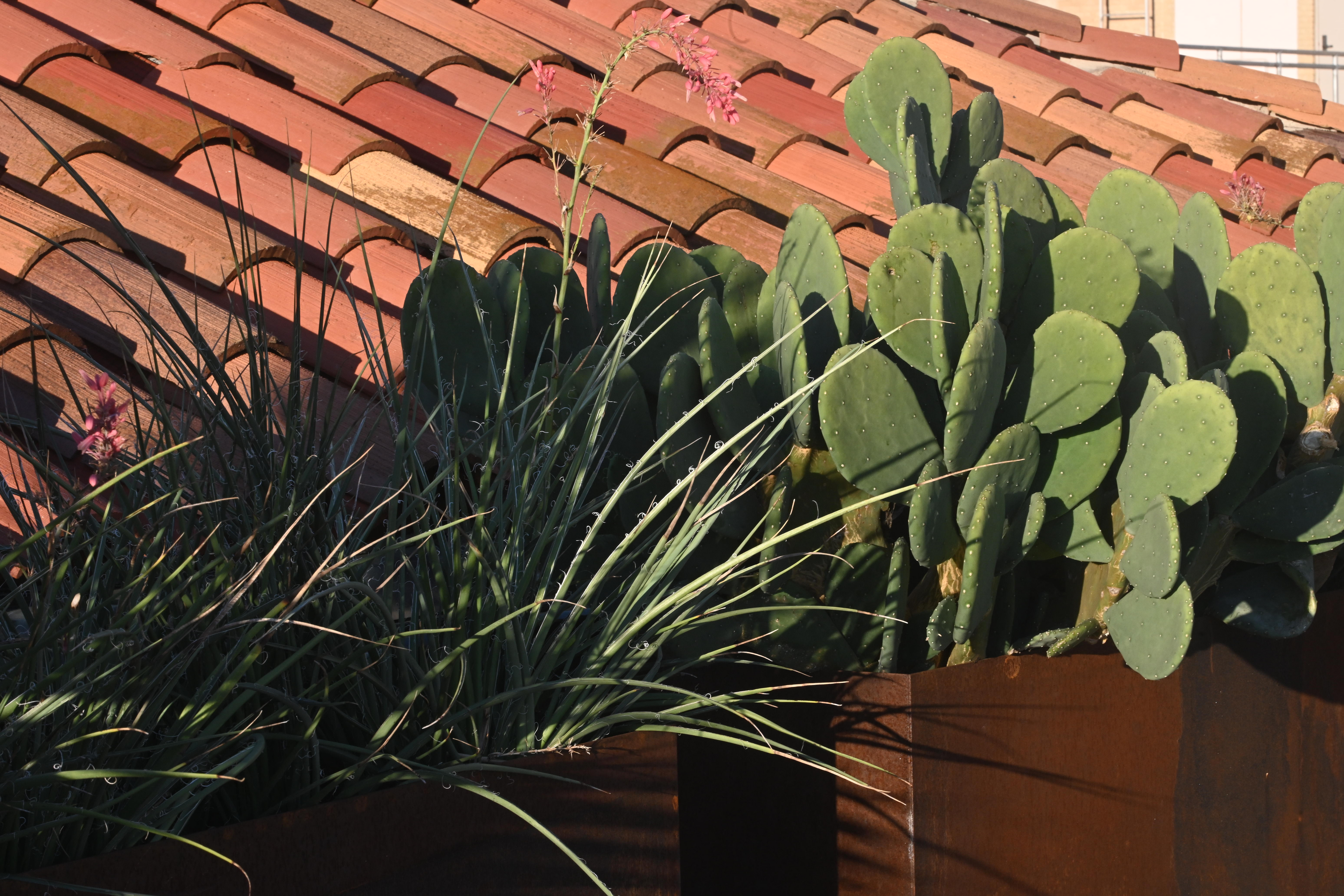 A tiled roof with three cactus plants in pots in focus.